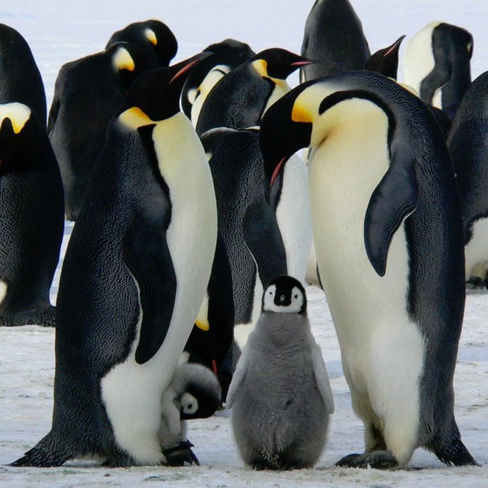 Pinguïn ketting