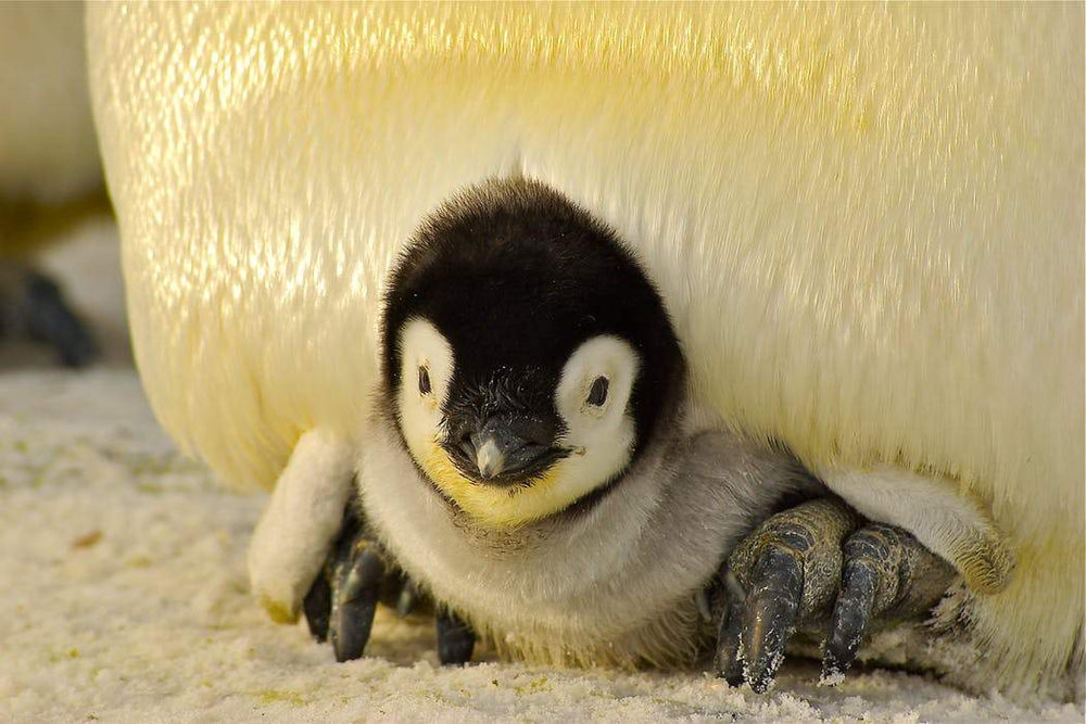 Penguin Ketting-Zilver