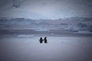 Pinguïn ketting