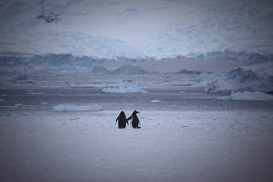 Penguin Ketting-Zilver